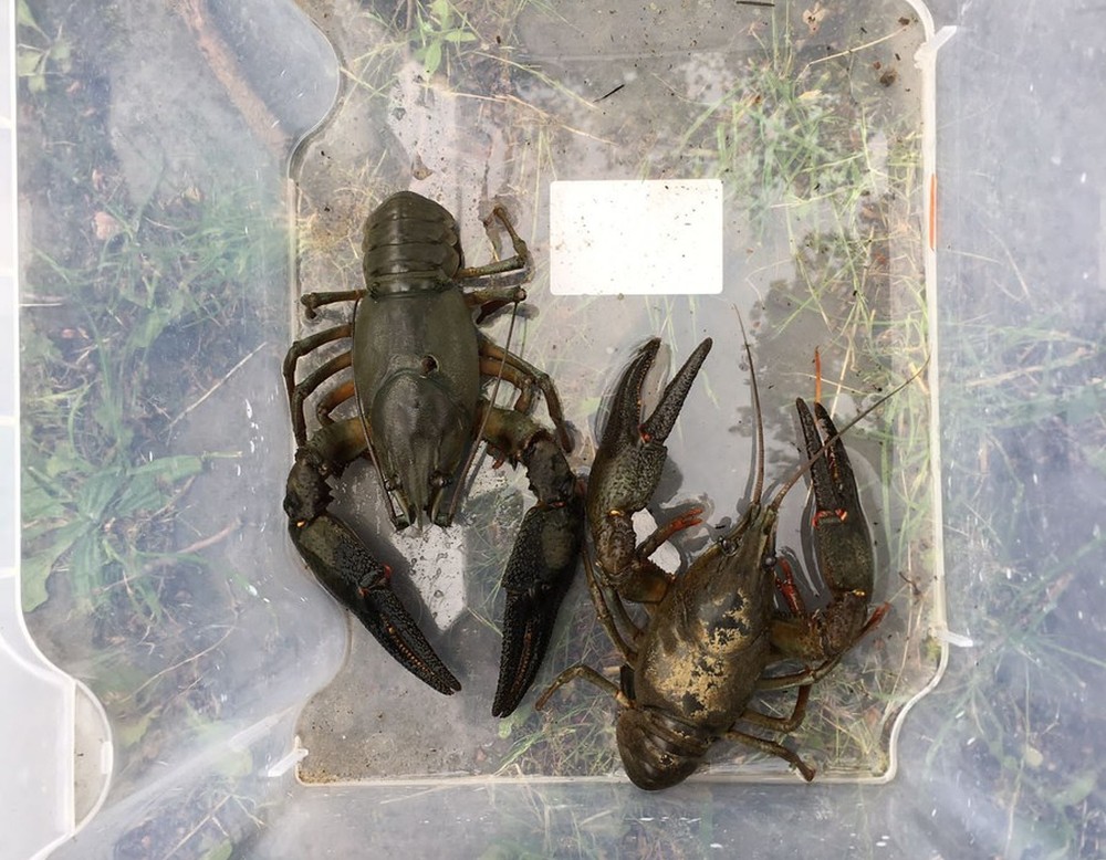Zwei Hummer in einer Box