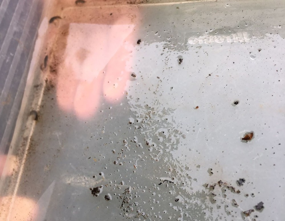 Kleine Wassertierchen im Wasser in der Box