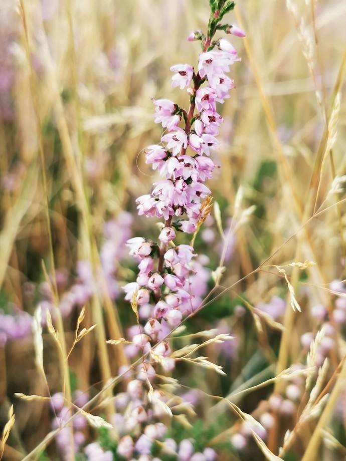 Wunderschöne Blumenvielfalt in Wulfen und Umgebung ...