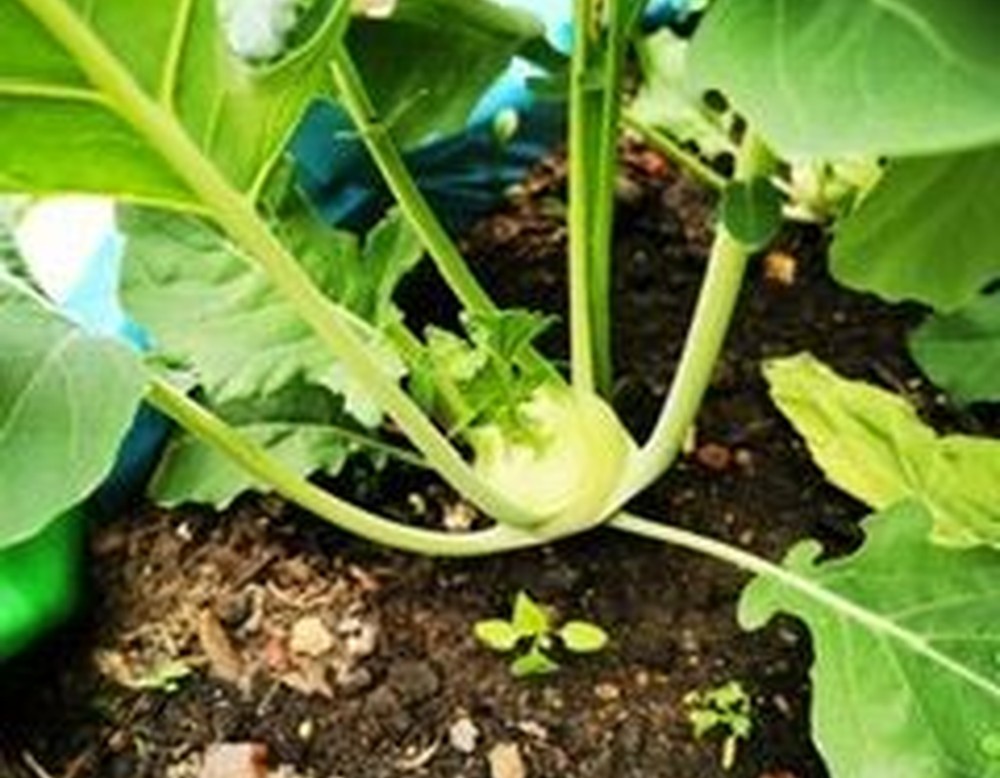Kohlrabi
