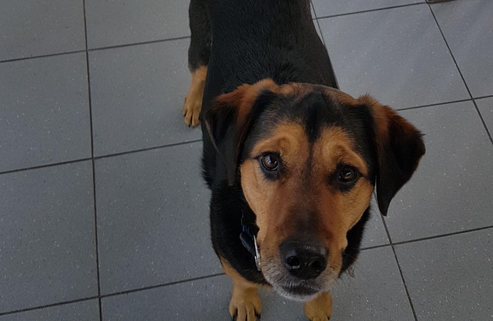 Bild von dem Hund Aladdin