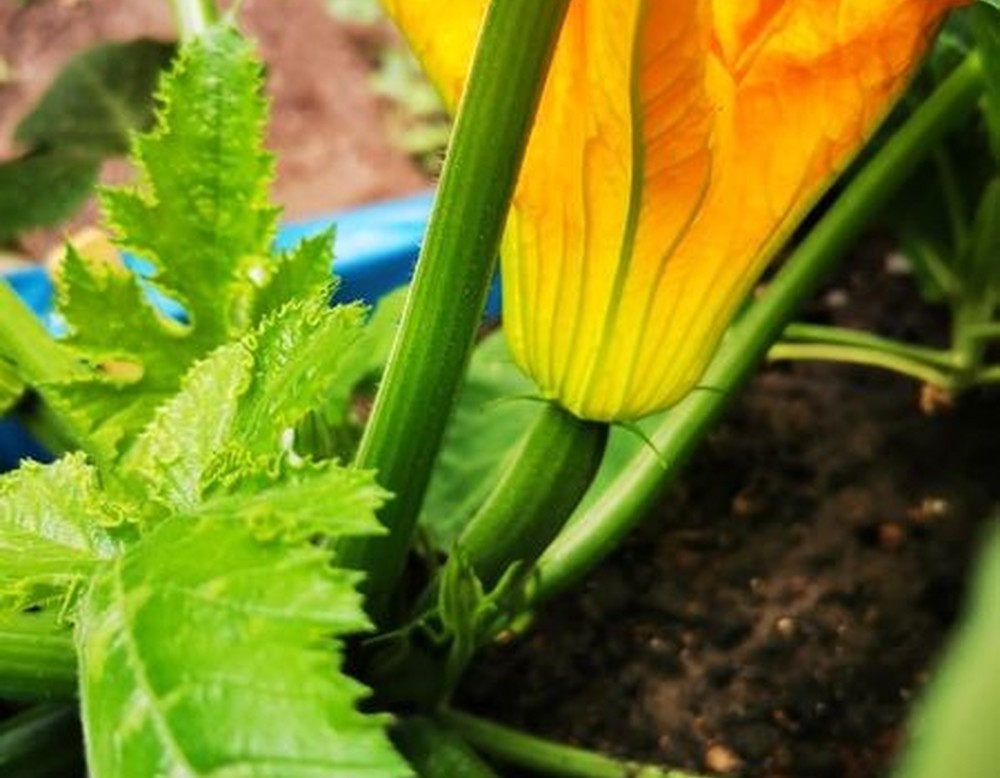 Zucchini
